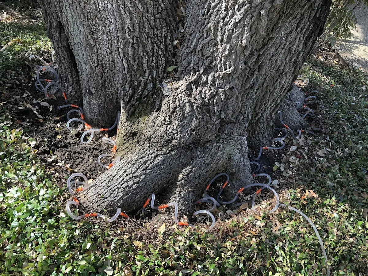 Detailed Tree Cabling and Bracing job site in Bryans Road