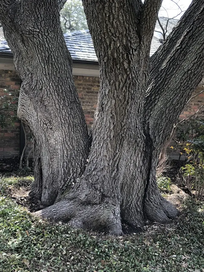 Mature heritage tree close to a Bryans Road property cared for by certified arborists